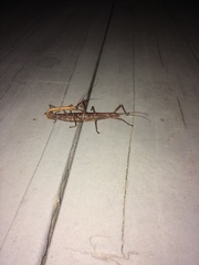 Anisomorpha ferruginea