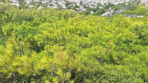 Aleppo pine