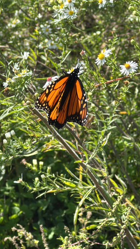 Monarch