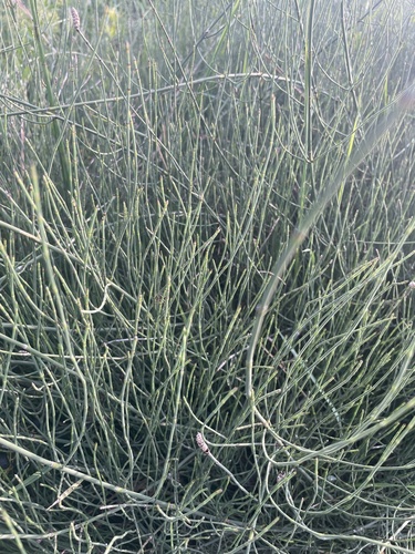 Branched Horsetail