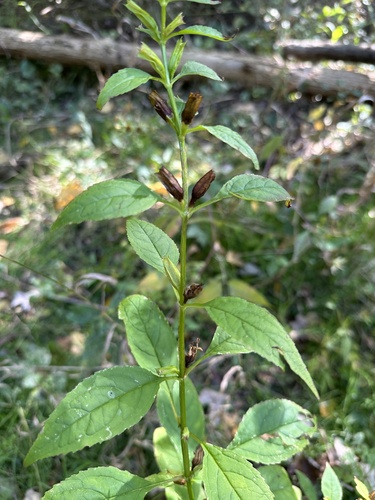 sharpwing monkeyflower