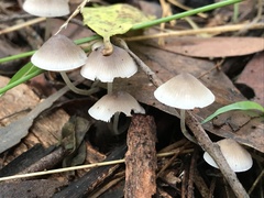 Mycena austrofilopes