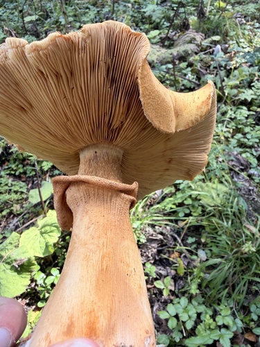Golden Cap