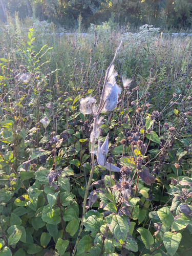 common milkweed