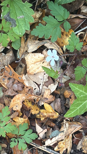 Herb Robert
