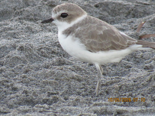 Snowy Plover