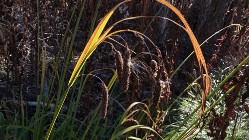 Carex mertensii, 2026-10-04