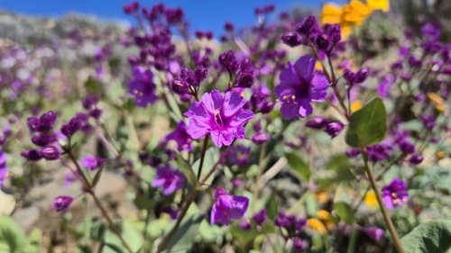 Mirabilis elegans (Mirabilis elegans)