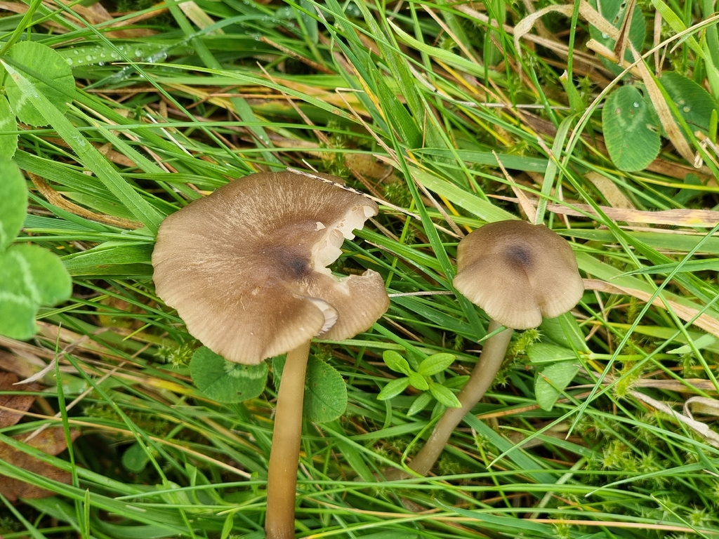 Entoloma subcuboideum