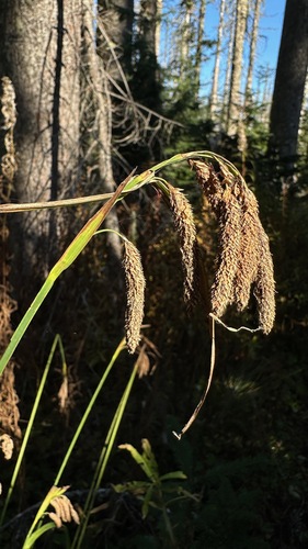 Carex mertensii, 2026-10-04