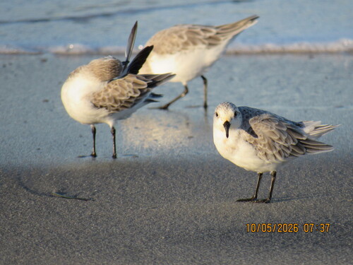 Sanderling