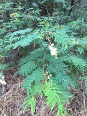 Acacia oshanesii