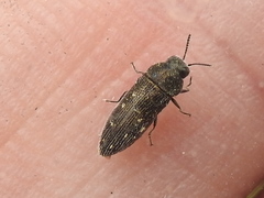 Acmaeodera tubulus