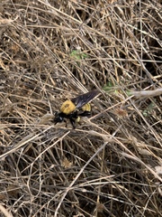 Laphria macquarti