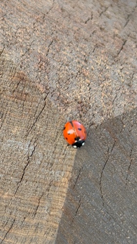 Seven-spotted Lady Beetle