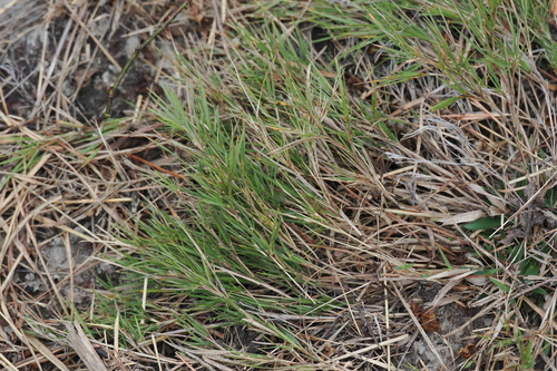 Dichanthelium aciculare, 2026-10-03
