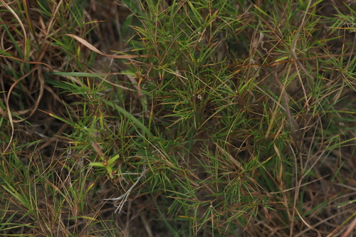 Dichanthelium aciculare, 2026-10-03