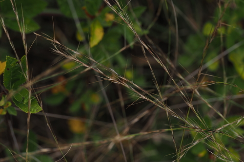 Aristida virgata observed 2026-10-03