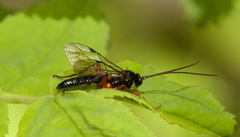 Pimpla pedalis
