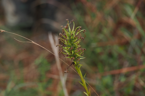 Platanthera blephariglottis observed 2026-10-03
