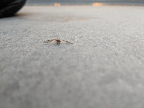 Twin-Spot Centurion Fly