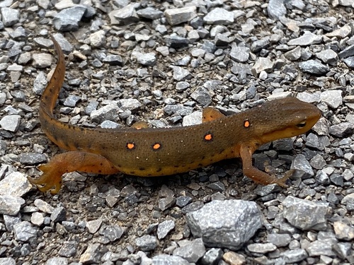 Eastern Newt