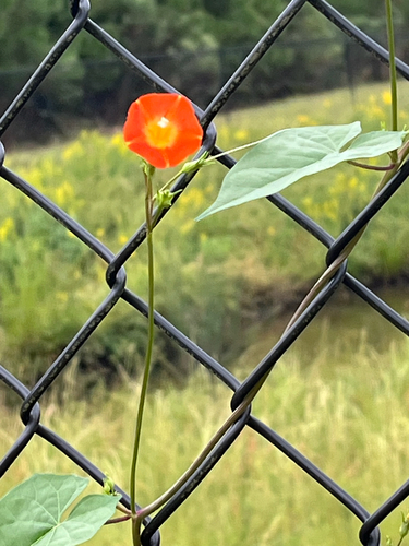 red morning glory