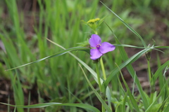 Tradescantia bracteata