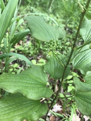 Smilax ecirrhata