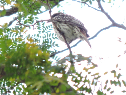 Streaked Flycatcher