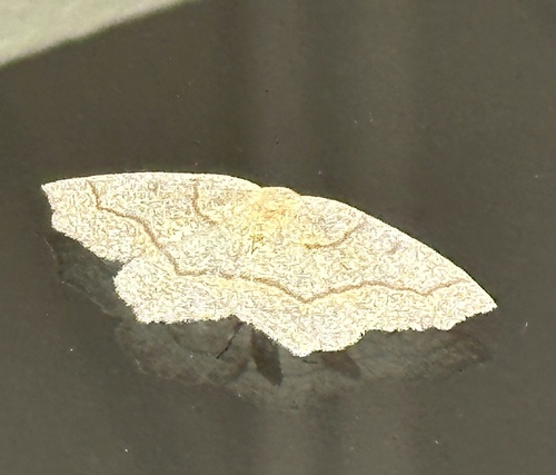 Hemlock Looper Moth