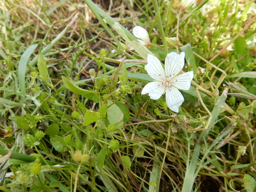 iNaturalist observation photo of Rosy Douglas’ Meadowfoam