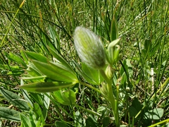 Trifolium longipes