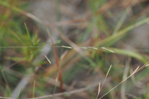 Eragrostis refracta observed 2026-10-03