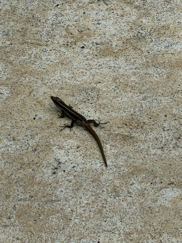 Madeira Lizard