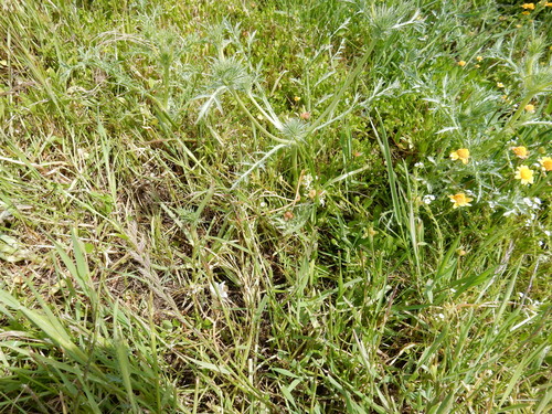 iNaturalist observation photo of Great Valley Coyote-thistle