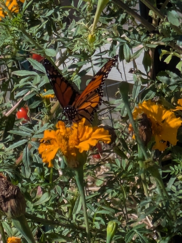 Monarch