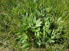 Trifolium longipes