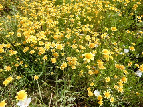 iNaturalist observation photo of Fremont's goldfields