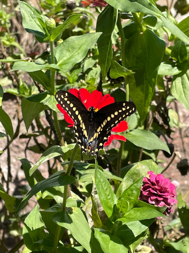 Black Swallowtail