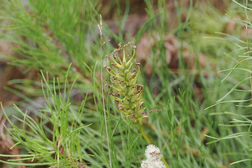 Platanthera blephariglottis observed 2026-10-03