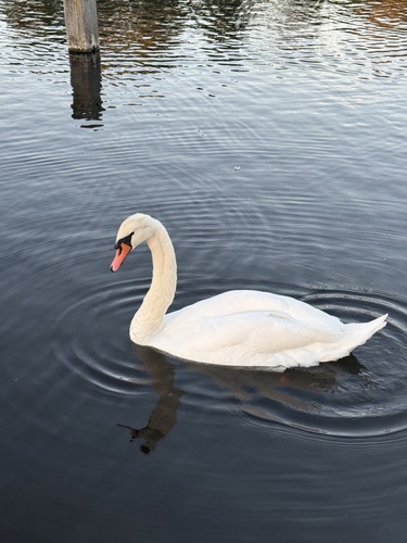Mute Swan