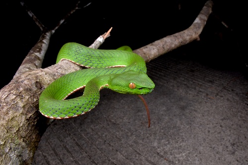 Honghe green pit-viper
