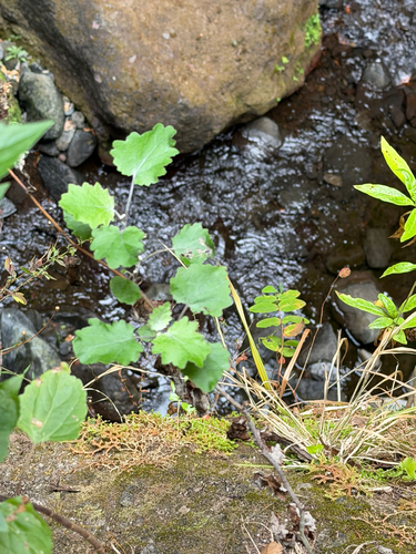 Madeira Groundsel
