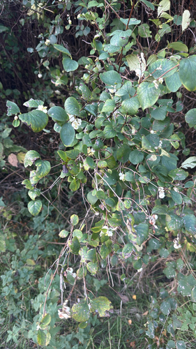 Common Snowberry