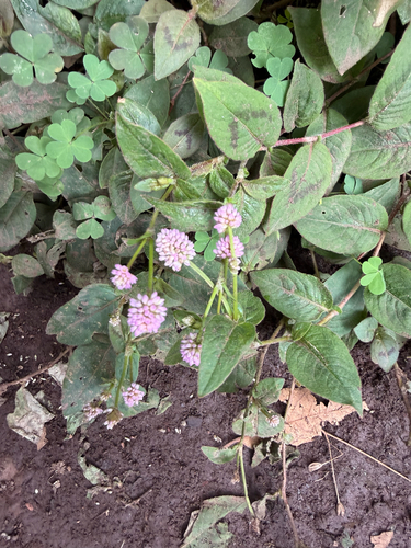 pink knotweed