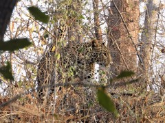 Panthera pardus fusca