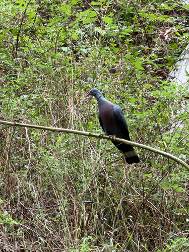 Trocaz Pigeon