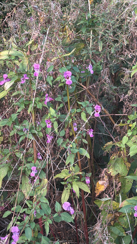 Himalayan balsam