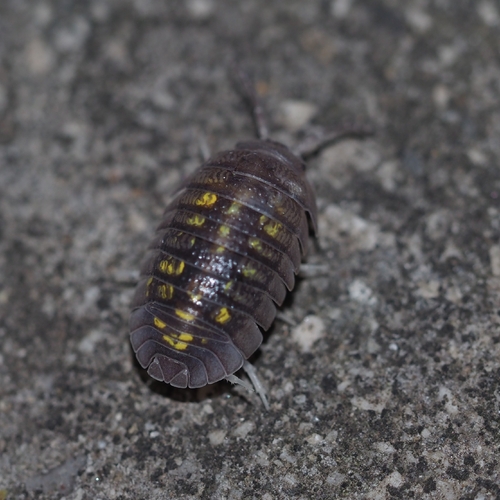Granulated Pill Woodlouse